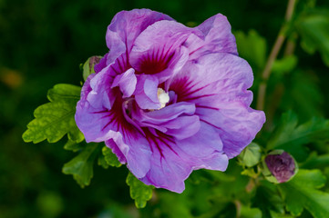 Kwiat Hibiskusa