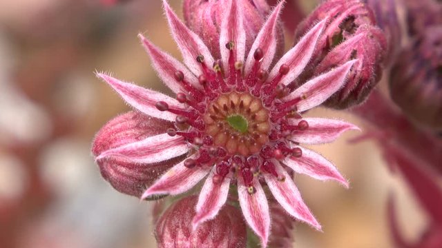 Hauswurz, Sempervivum, Blattrosette, Dachhauswurz, Wildpflanze, Gartenpflanze