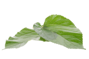 Fototapeta premium Mulberry leaf isolated on over white background