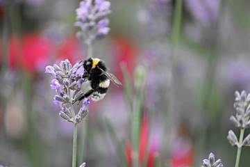 Erdhummel auf Lavendelblüte