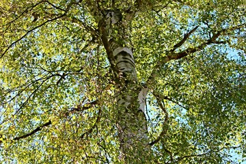 Laubkrone einer Birke