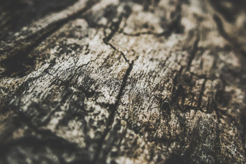 Textur Holzstamm rau und verwittert