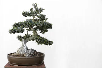 Garden poster Bonsai Olive (Olea europaea) bonsai on a wooden table and white background