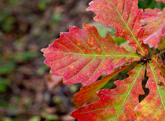 autumn leaves background