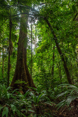 Old tree in Corcovado forest national park