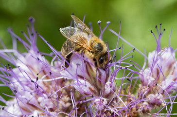 Honey bee on flower.