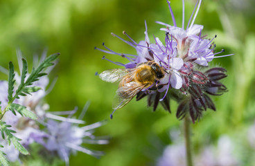 Honey bee on flower.