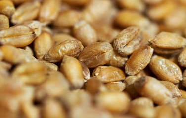 Surface of ripe grain.