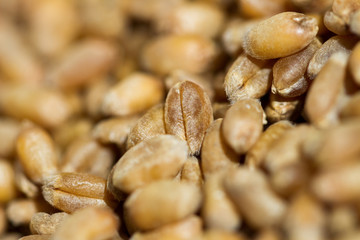 Surface of ripe grain.