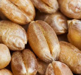 Surface of ripe grain.