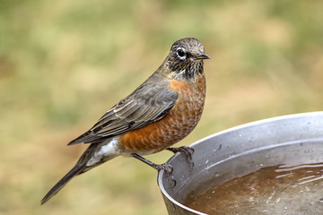 Robin perched on bird bath.