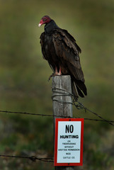 No Hunting