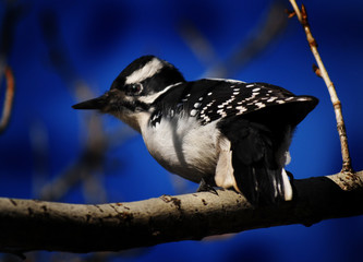 Female Downy Woodpecker