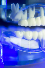 Dental teeth clinical model