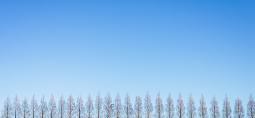 Row of pine trees with clear blue sky on backgrounds.