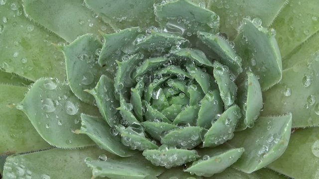 Hauswurz, Sempervivum, Blattrosette, Dachhauswurz, Wildpflanze, Gartenpflanze