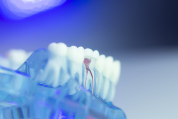 Fototapeta na wymiar Dental teeth dental model