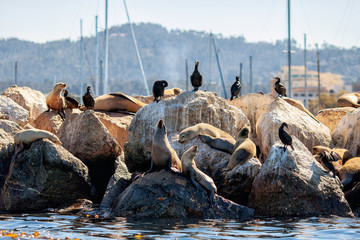 Sea lions and birds. Monterey. California.