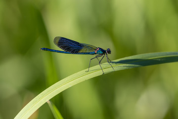 Banded Demoiselle, Calopteryx splendens