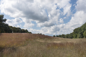 Late Summer Hillside in the Hudson Valley of New  York
