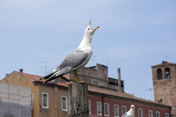Larus michahellis, Yellow-legged gulls on bricole in italian town Chioggia