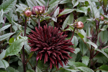 Dahlie Dahlia Hybride  Sorte Black Jack  Blüte und Knospen