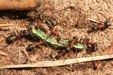 Ants pulling dead, green caterpillars to an ant