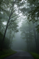 Obraz premium A path through the forest on a foggy morning