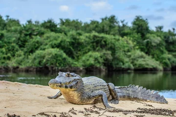Poster A large caiman, Caiman latirostris, walks down the beach to enter the Cuiaba River. © vaclav