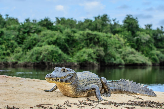 A large caiman, Caiman latirostris, walks down the beach to enter the Cuiaba River.