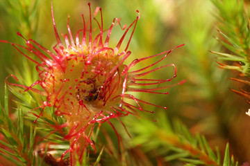 sundew with remnants of a dead, eaten insect