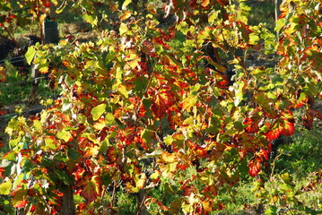 Vignoble automnal de l'appellation Pessac-Léognan, Gironde, France