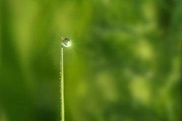 ray of light smashed into an asterisk in a droplet of dew on the tip of a single grass