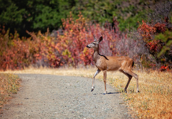 Deer on the road