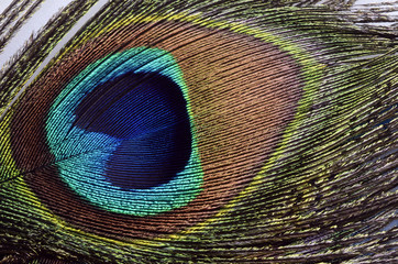 Obraz premium Peacock feathers macro for background or wallpaper