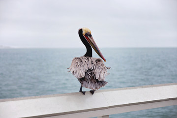 Brown Pelican