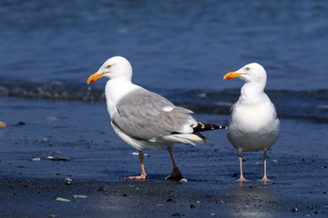 Gemeinsamer Strandspaziergang zweier Möwen