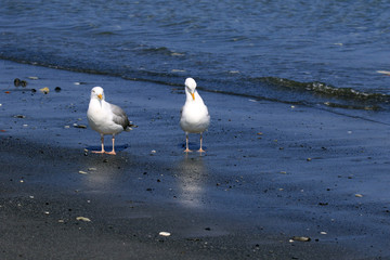 Obraz premium Zwei Möwen am Strand