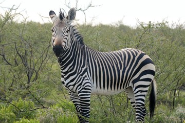 Zebra in Etosha