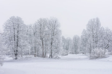 Fototapeta na wymiar View of trees in the snow