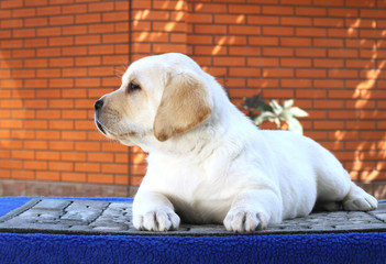 little cute labrador puppy on a blue background