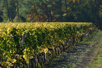 Vignoble automnal de l'appellation Pessac-L&eacute;ognan, Gironde, France
