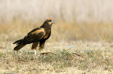 Western marsh harrier. Circus aeroginosus