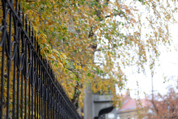 Autumn leaves and decorative fence in the city. Selective focus. 
