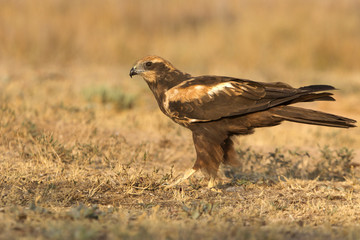 Western marsh harrier. Circus aeroginosus