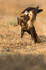 Western marsh harrier. Circus aeroginosus
