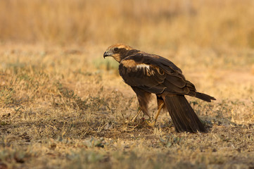 Western marsh harrier. Circus aeroginosus