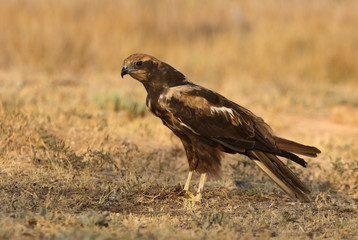 Western marsh harrier. Circus aeroginosus