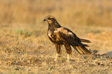 Western marsh harrier. Circus aeroginosus