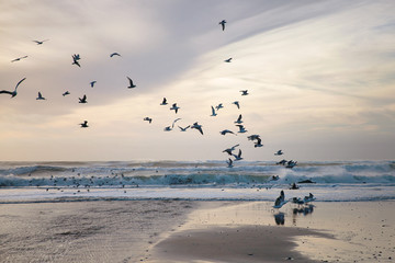 Seagulls flying. Pacific ocean coastline. Santa Cruz county. California.